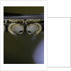 Culex pipiens (common house mosquito) - pupae by Anonymous
