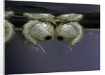 Culex pipiens (common house mosquito) - pupae by Anonymous