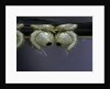 Culex pipiens (common house mosquito) - pupae by Anonymous