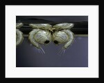 Culex pipiens (common house mosquito) - pupae by Anonymous