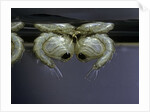 Culex pipiens (common house mosquito) - pupae by Anonymous