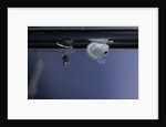 Culex pipiens (common house mosquito) - pupa newly emerged from larva by Anonymous