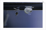 Culex pipiens (common house mosquito) - pupa newly emerged from larva by Anonymous
