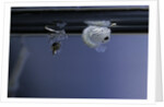 Culex pipiens (common house mosquito) - pupa newly emerged from larva by Anonymous