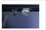 Culex pipiens (common house mosquito) - pupa newly emerged from larva by Anonymous