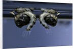 Culex pipiens (common house mosquito) - old pupae by Anonymous