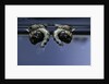 Culex pipiens (common house mosquito) - old pupae by Anonymous