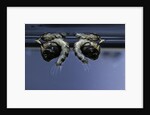 Culex pipiens (common house mosquito) - old pupae by Anonymous