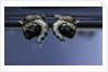 Culex pipiens (common house mosquito) - old pupae by Anonymous