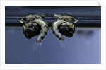 Culex pipiens (common house mosquito) - old pupae by Anonymous