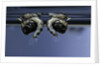 Culex pipiens (common house mosquito) - old pupae by Anonymous