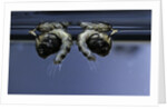 Culex pipiens (common house mosquito) - old pupae by Anonymous