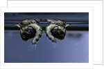 Culex pipiens (common house mosquito) - old pupae by Anonymous