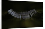 Culex pipiens (common house mosquito) - eggs floating on water surface by Anonymous
