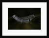 Culex pipiens (common house mosquito) - eggs floating on water surface by Anonymous
