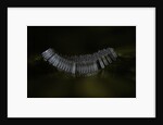 Culex pipiens (common house mosquito) - eggs floating on water surface by Anonymous
