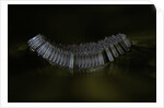 Culex pipiens (common house mosquito) - eggs floating on water surface by Anonymous