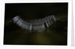 Culex pipiens (common house mosquito) - eggs floating on water surface by Anonymous