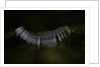 Culex pipiens (common house mosquito) - eggs floating on water surface by Anonymous