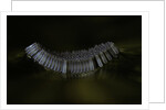Culex pipiens (common house mosquito) - eggs floating on water surface by Anonymous