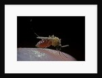 Culex pipiens (common house mosquito) - biting by Anonymous