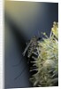 Culex pipiens (common house mosquito) - on a flower by Anonymous
