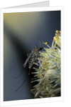 Culex pipiens (common house mosquito) - on a flower by Anonymous