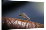 Culex pipiens (common house mosquito) - on a flower by Anonymous