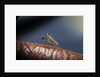 Culex pipiens (common house mosquito) - on a flower by Anonymous
