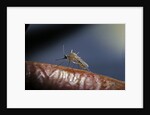 Culex pipiens (common house mosquito) - on a flower by Anonymous