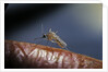 Culex pipiens (common house mosquito) - on a flower by Anonymous