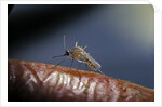 Culex pipiens (common house mosquito) - on a flower by Anonymous