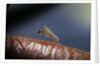 Culex pipiens (common house mosquito) - on a flower by Anonymous