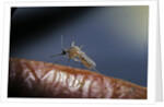 Culex pipiens (common house mosquito) - on a flower by Anonymous