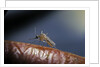 Culex pipiens (common house mosquito) - on a flower by Anonymous