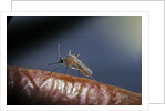 Culex pipiens (common house mosquito) - on a flower by Anonymous