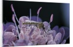 Culex pipiens (common house mosquito) - on a flower by Anonymous
