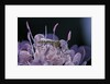 Culex pipiens (common house mosquito) - on a flower by Anonymous