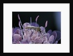 Culex pipiens (common house mosquito) - on a flower by Corbis