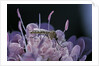 Culex pipiens (common house mosquito) - on a flower by Anonymous