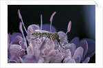Culex pipiens (common house mosquito) - on a flower by Anonymous