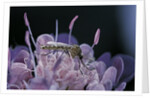 Culex pipiens (common house mosquito) - on a flower by Anonymous