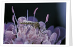 Culex pipiens (common house mosquito) - on a flower by Corbis