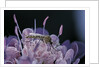 Culex pipiens (common house mosquito) - on a flower by Anonymous