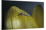 Culex pipiens (common house mosquito) - on a flower by Anonymous