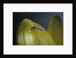 Culex pipiens (common house mosquito) - on a flower by Anonymous