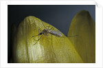Culex pipiens (common house mosquito) - on a flower by Anonymous