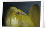 Culex pipiens (common house mosquito) - on a flower by Anonymous