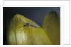 Culex pipiens (common house mosquito) - on a flower by Anonymous