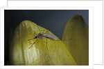 Culex pipiens (common house mosquito) - on a flower by Anonymous